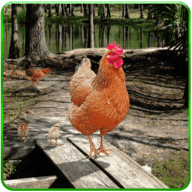 终极野鸡模拟器(Hen Family Simulator)v1.0