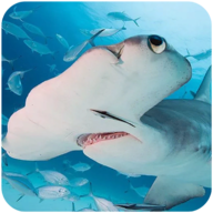 锤头鲨模拟器v1.0.1
