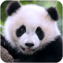 熊猫模拟器v1.0.2