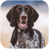 猎犬模拟器(Greman ShorthairedPointer Simula)v1.1.0